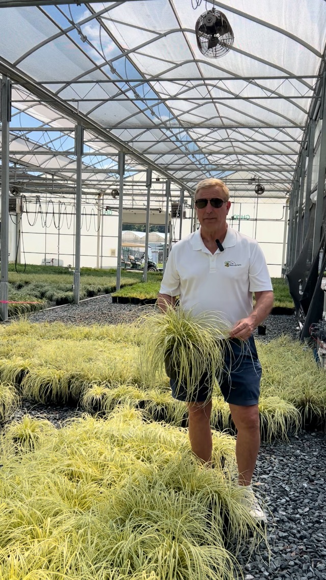 Amazon.com : Perennial Farm Carex o. 'Evergold' (Variegated